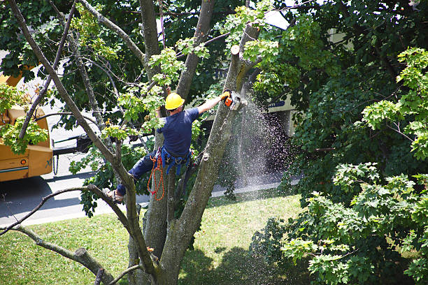 Best Tree Maintenance Programs  in USA